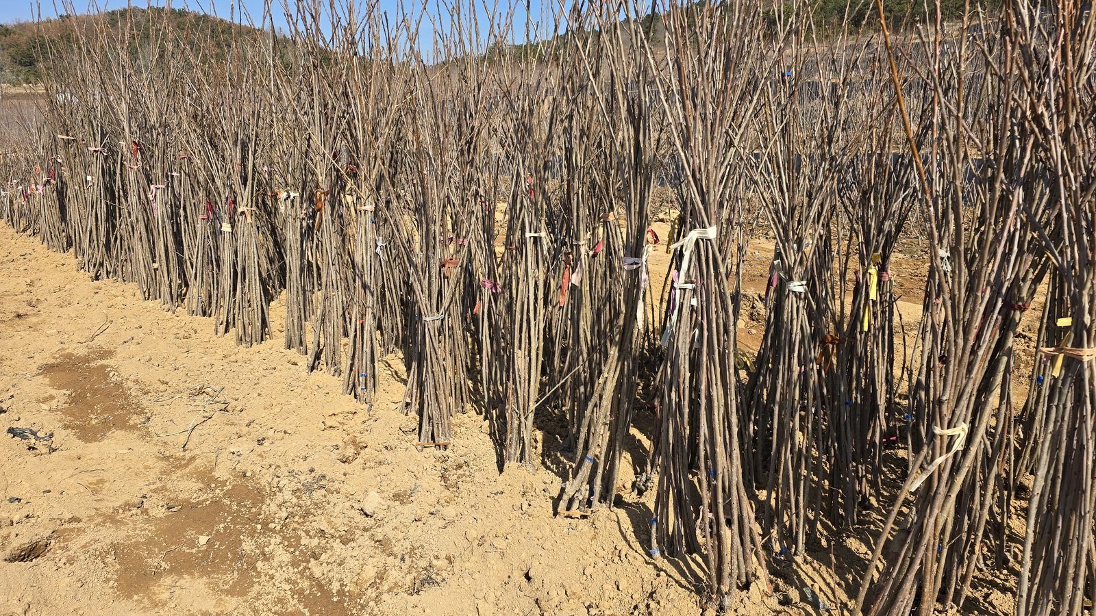 冠绿基地 · 种苗繁育 02