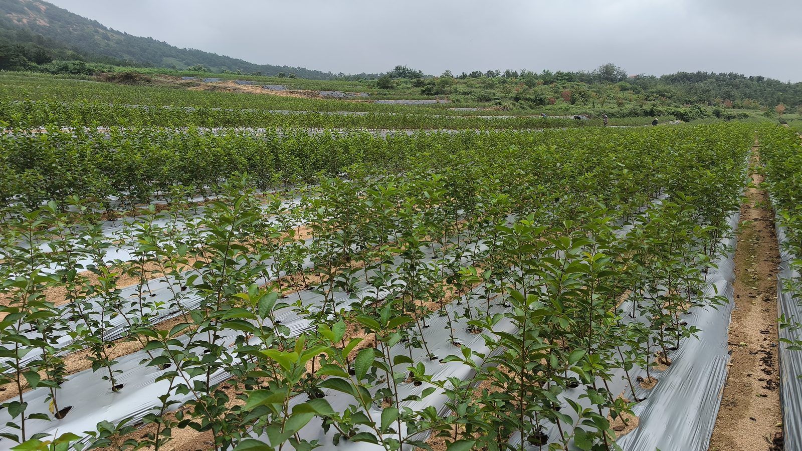 冠绿基地 · 种苗繁育 03