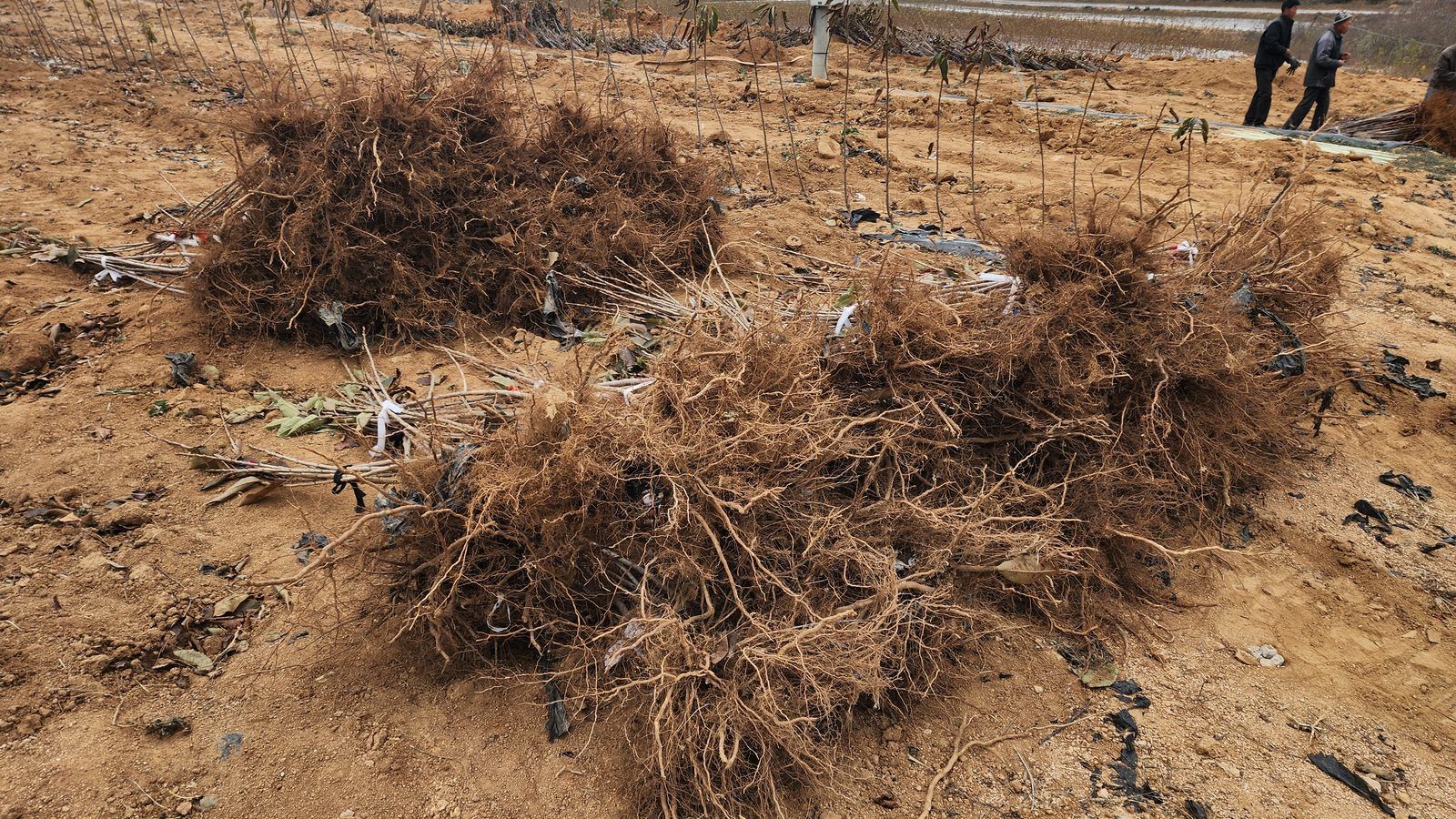 冠绿基地 · 种苗繁育 06