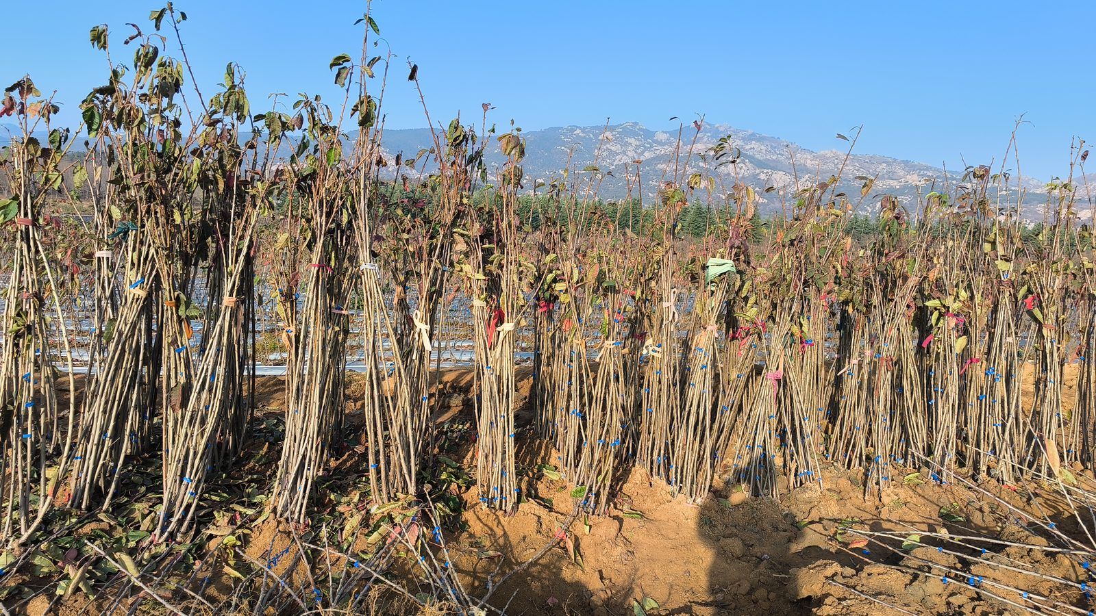 冠绿基地 · 种苗繁育 07