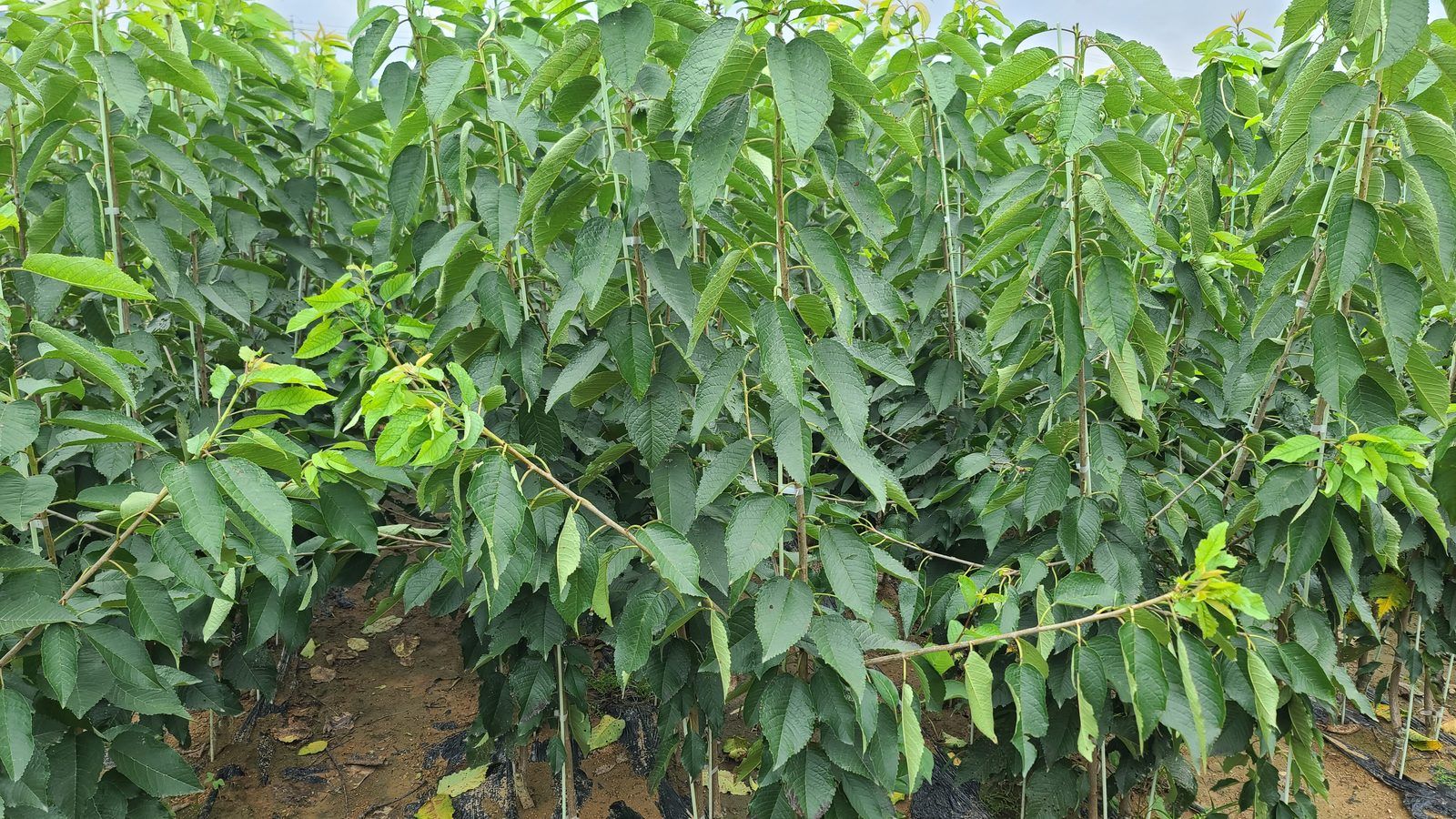 冠绿基地 · 种苗繁育 11
