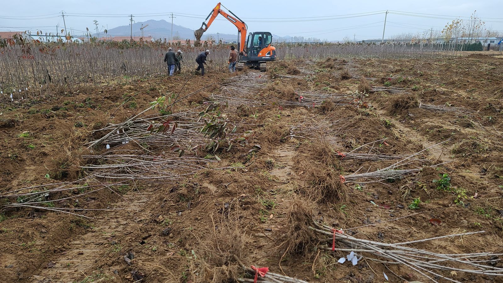 冠绿基地 · 种苗繁育 12