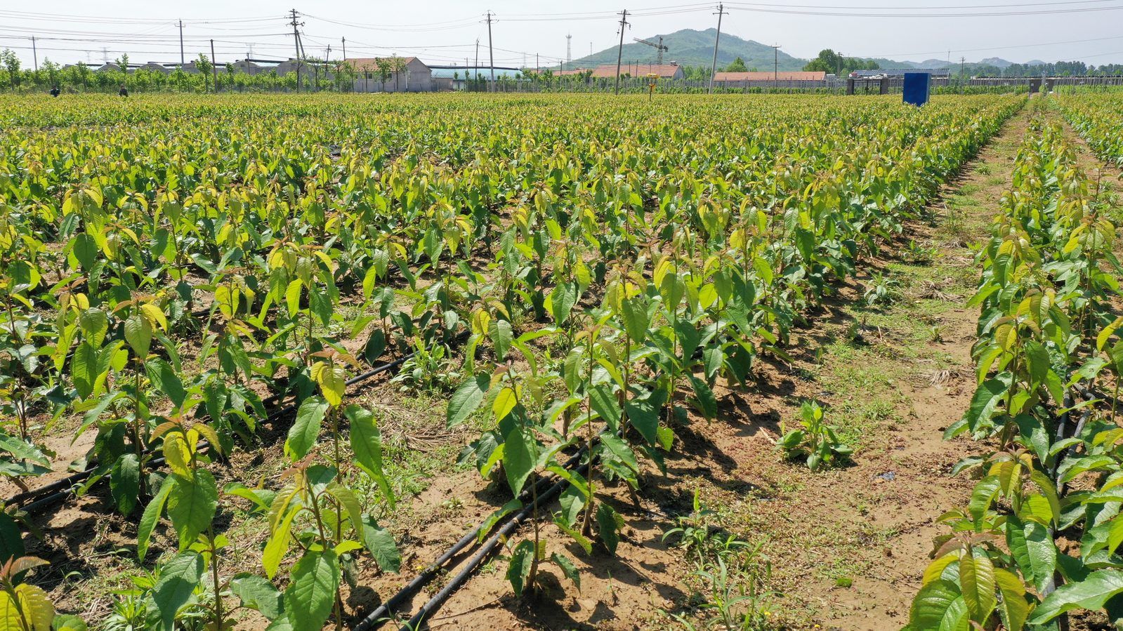 冠绿基地 · 种苗繁育 13