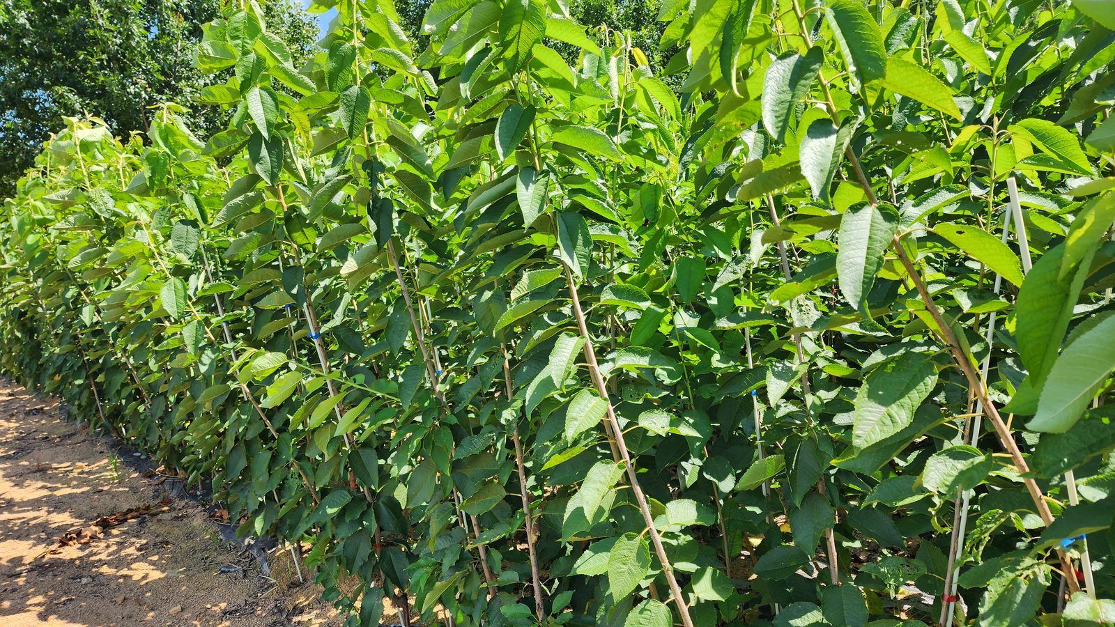 冠绿基地 · 种苗繁育 18