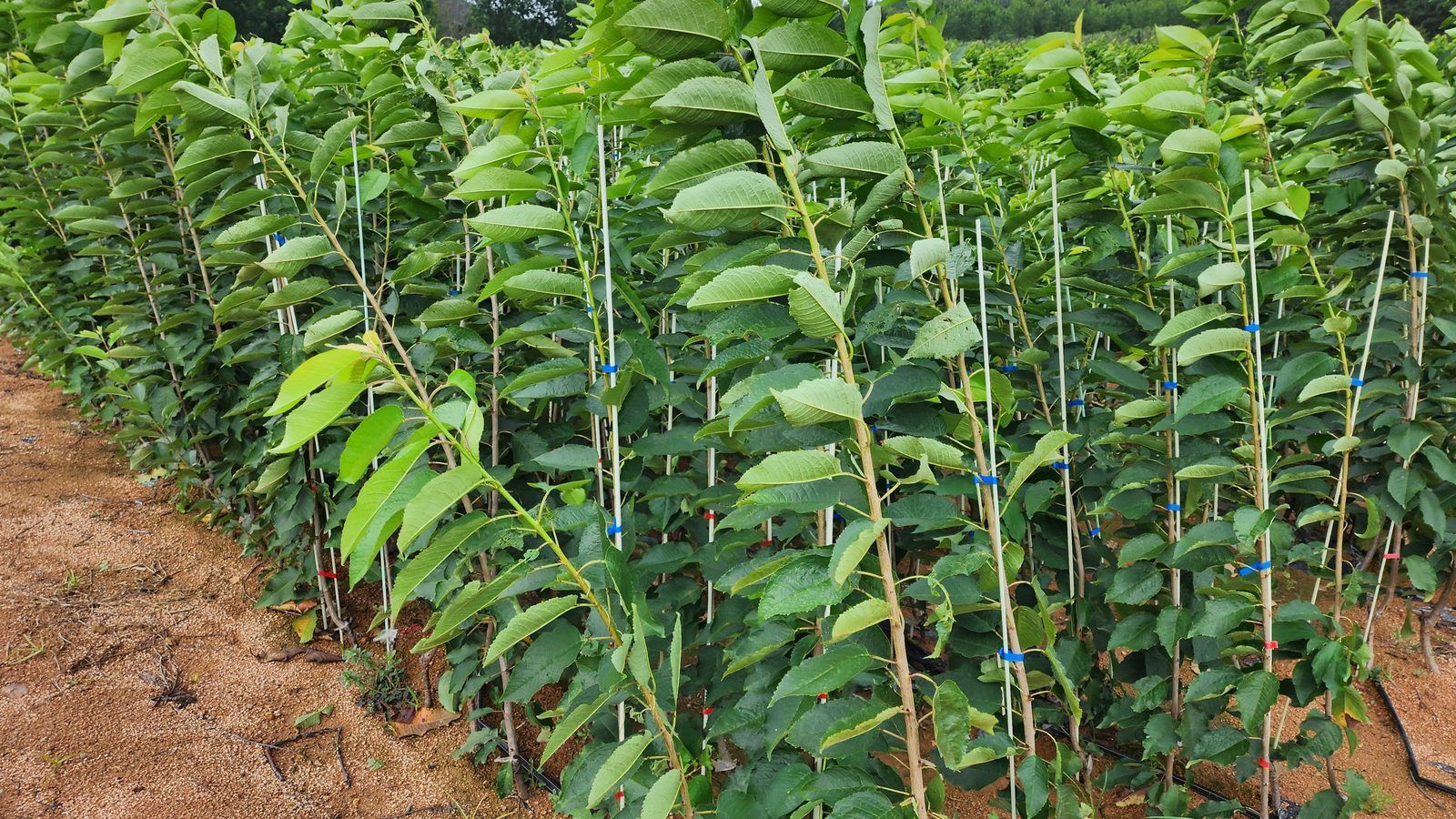 冠绿基地 · 种苗繁育 20
