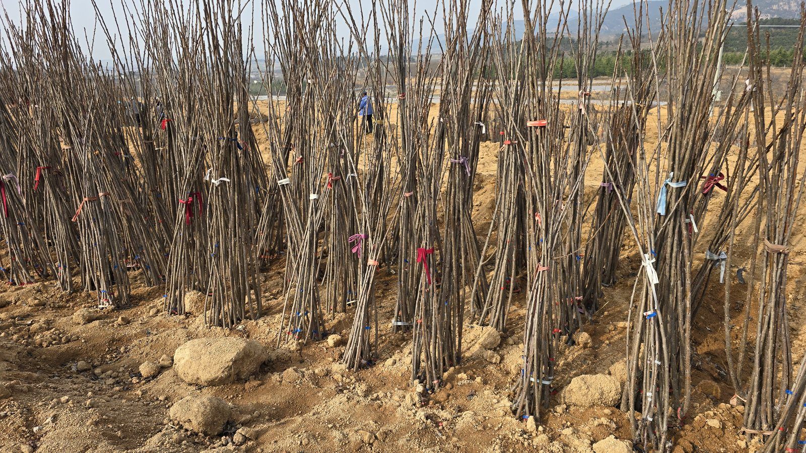 冠绿基地 · 种苗繁育 23