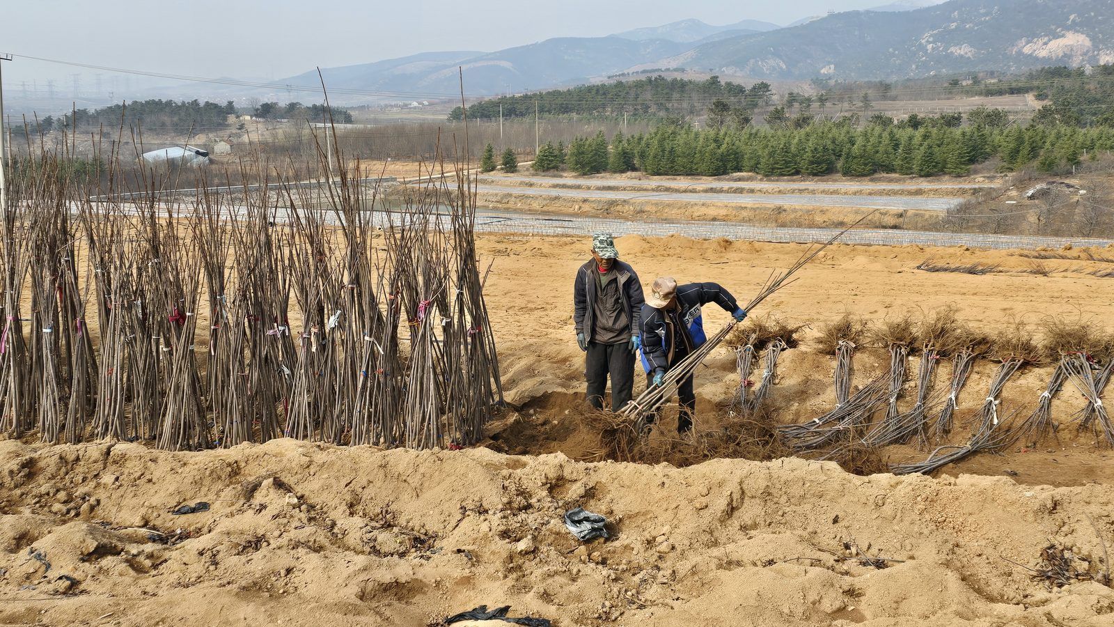 冠绿基地 · 种苗繁育 24