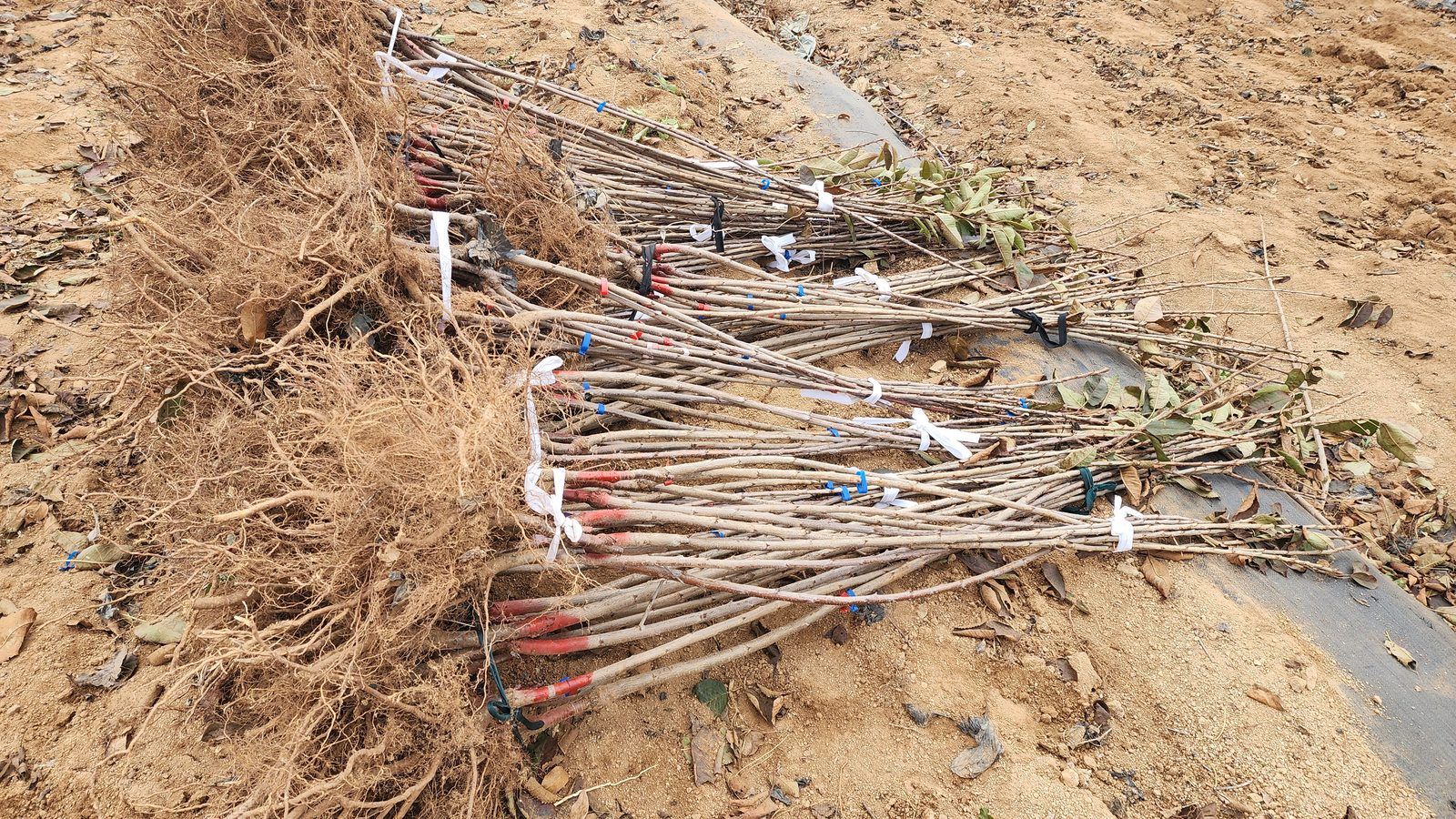 冠绿基地 · 种苗繁育 27