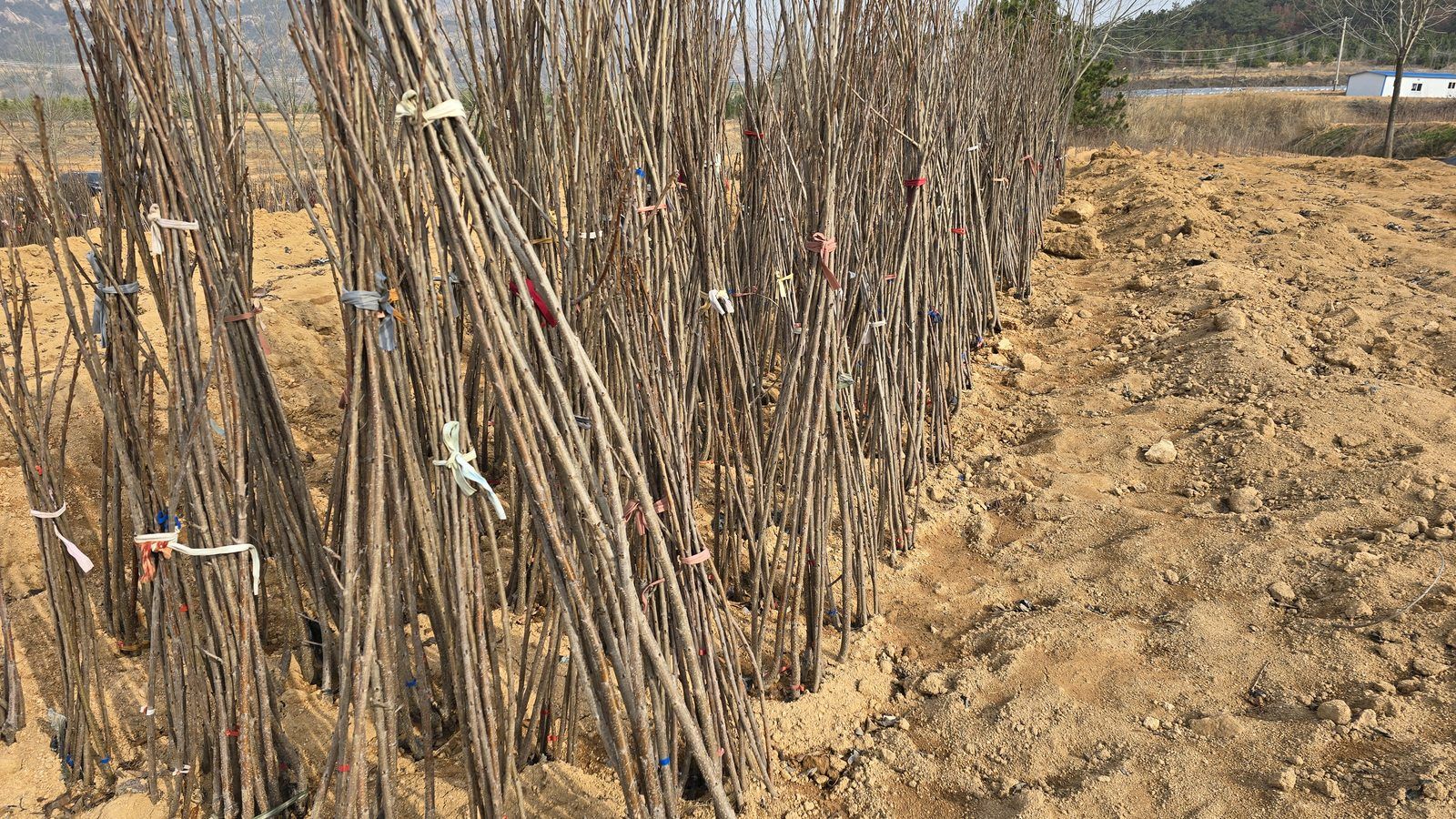 冠绿基地 · 种苗繁育 29