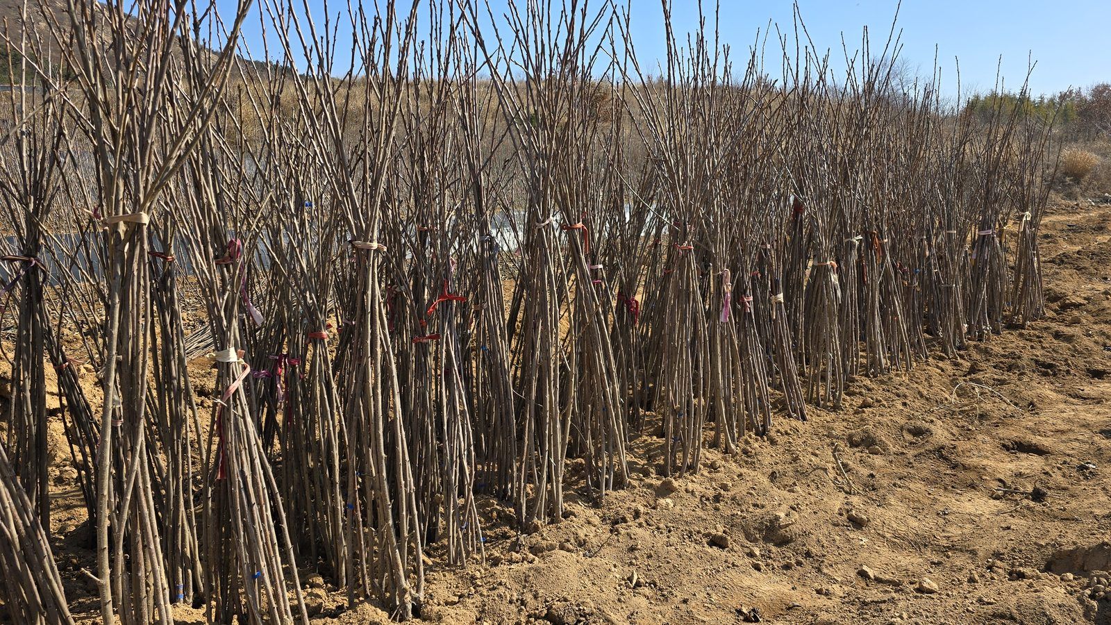 冠绿基地 · 种苗繁育 32