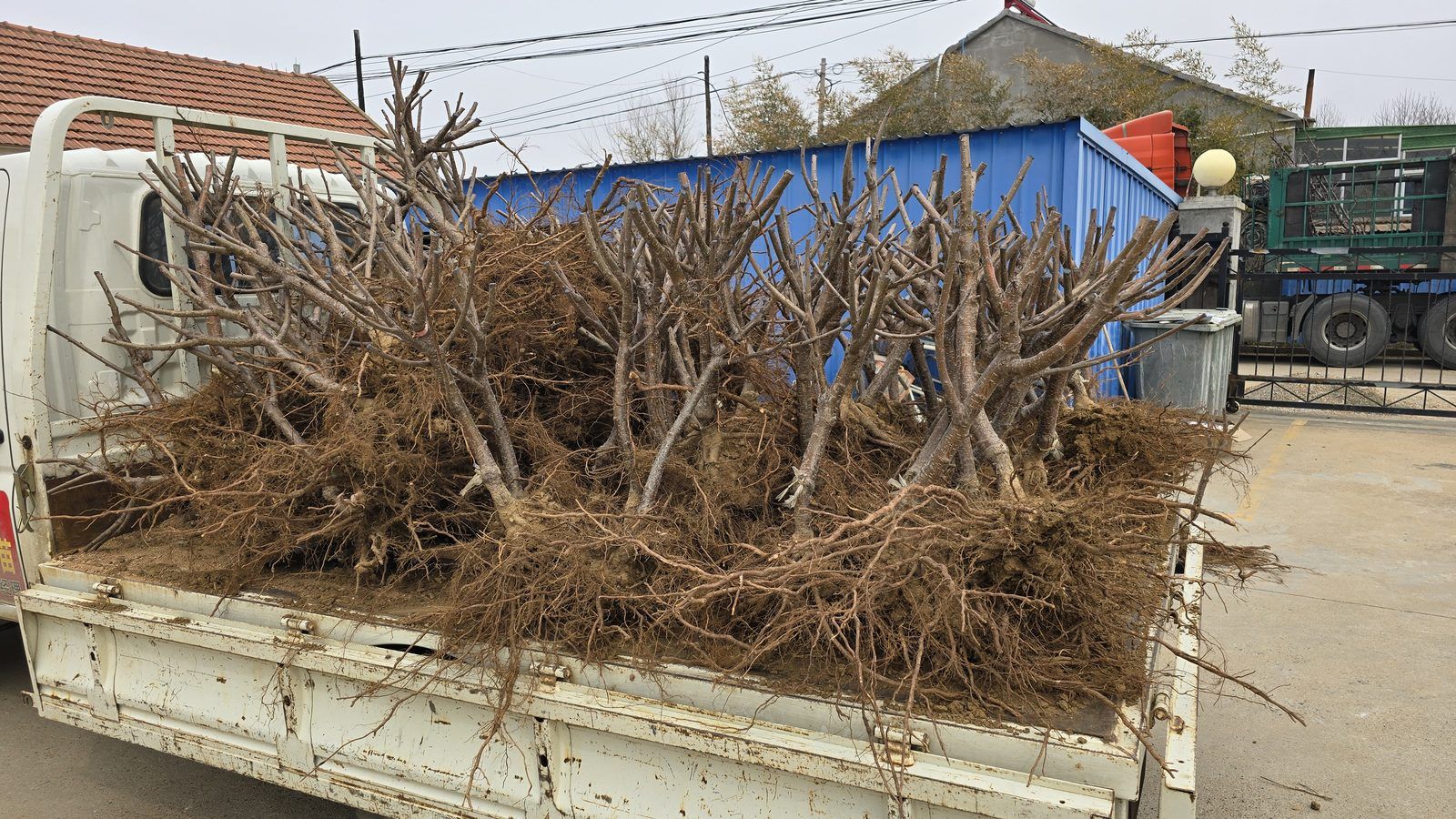 冠绿基地 · 种苗繁育 34