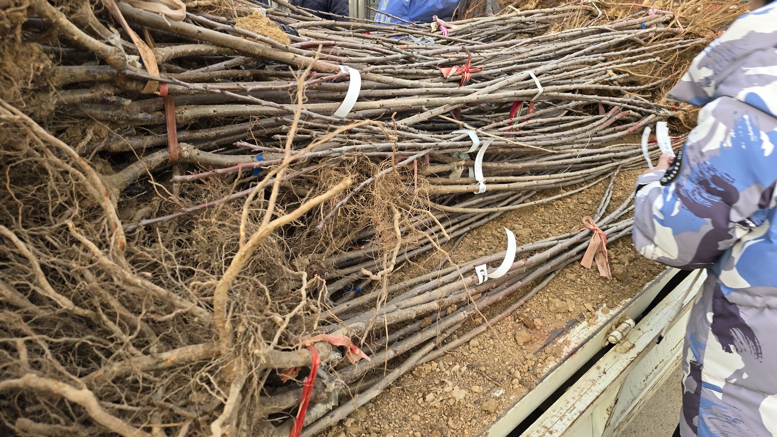 冠绿基地 · 种苗繁育 35