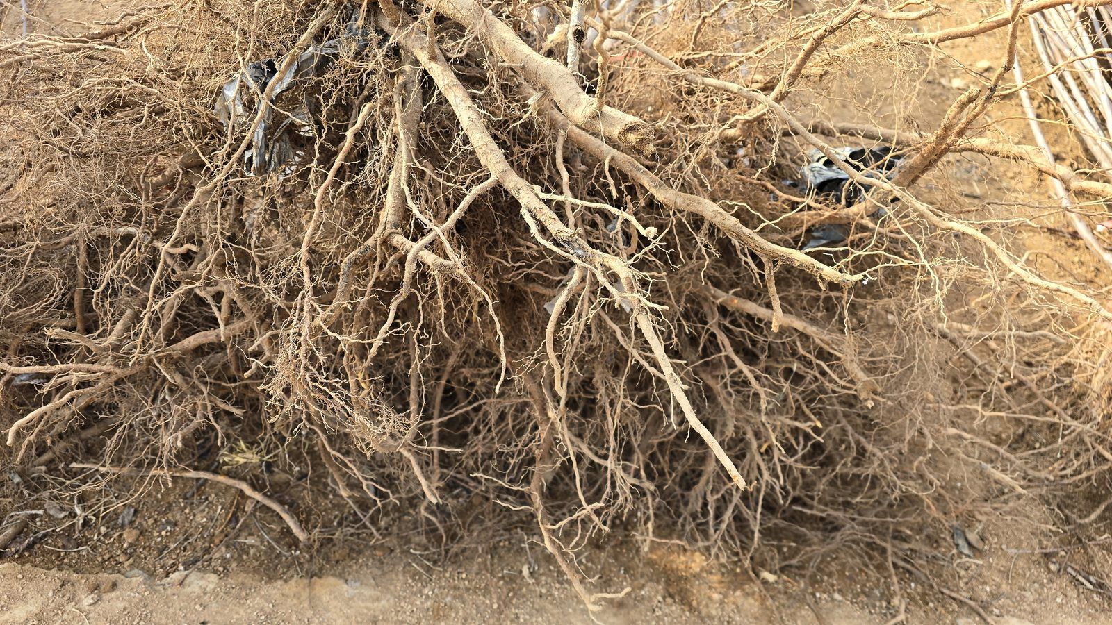 冠绿基地 · 种苗繁育 36