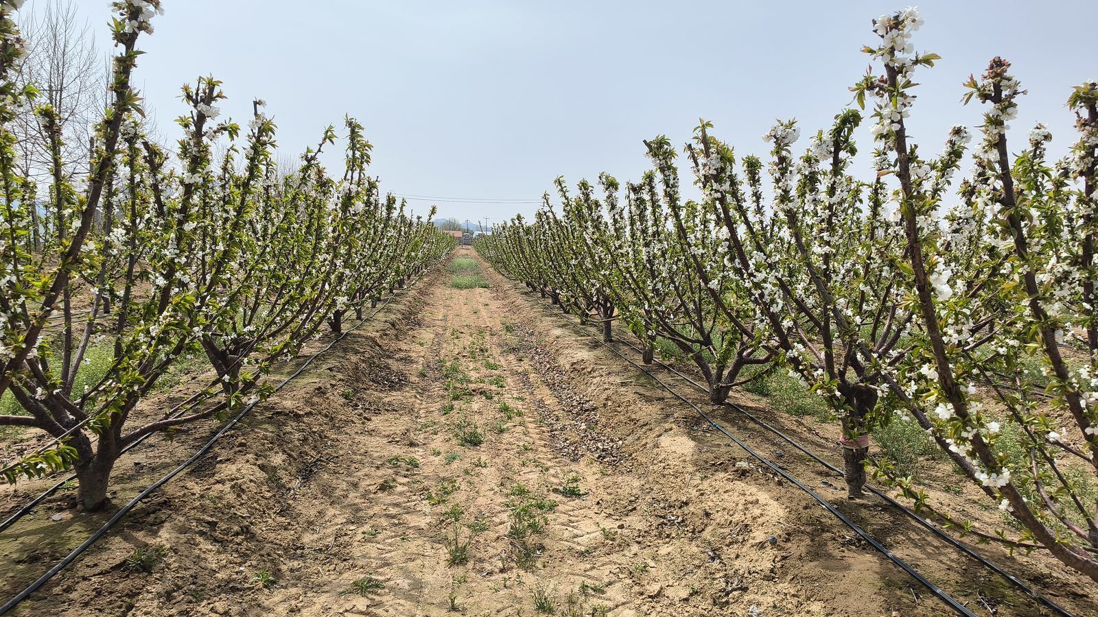 冠绿基地 · 种树栽植 03
