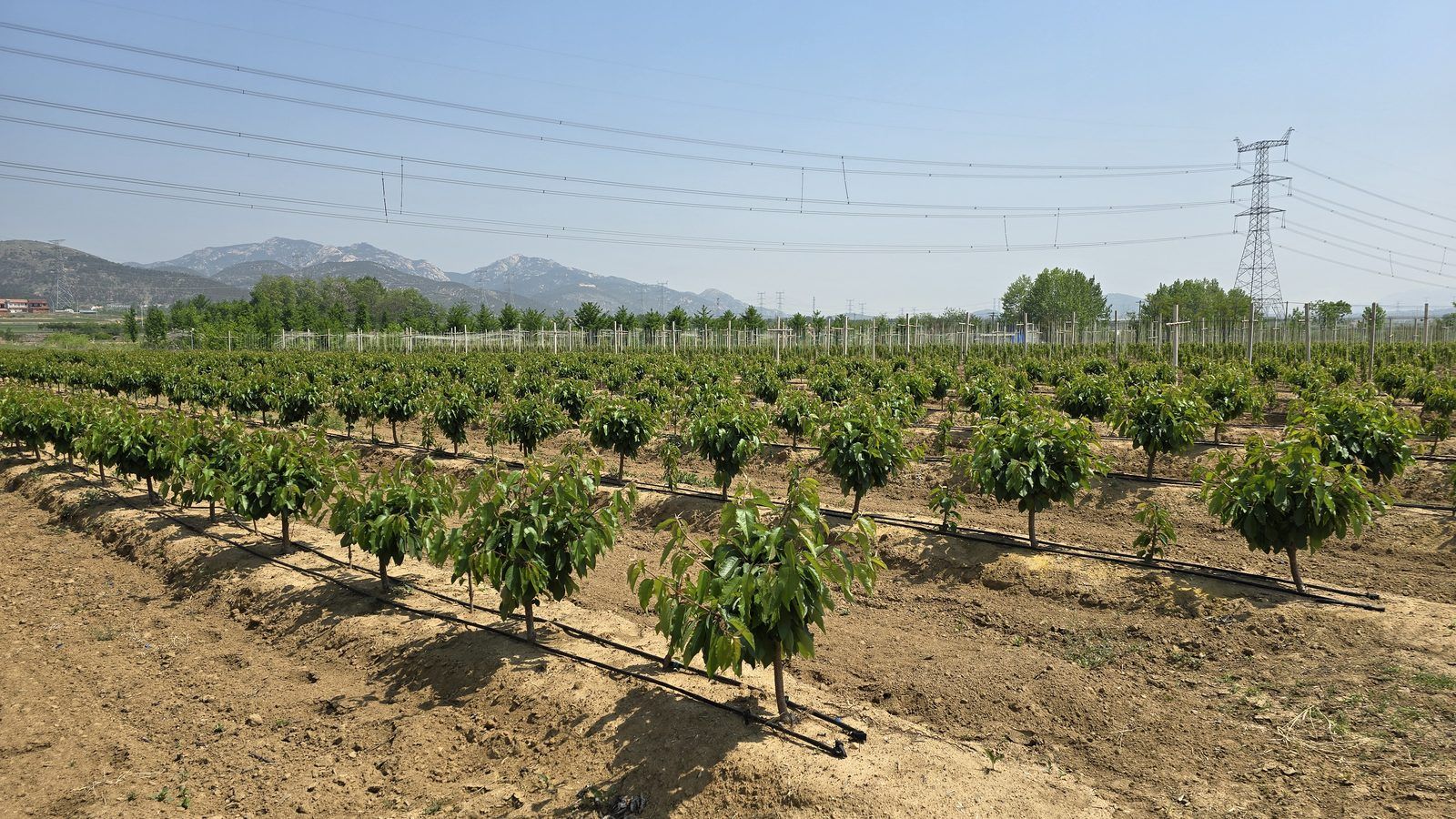 冠绿基地 · 种树栽植 05