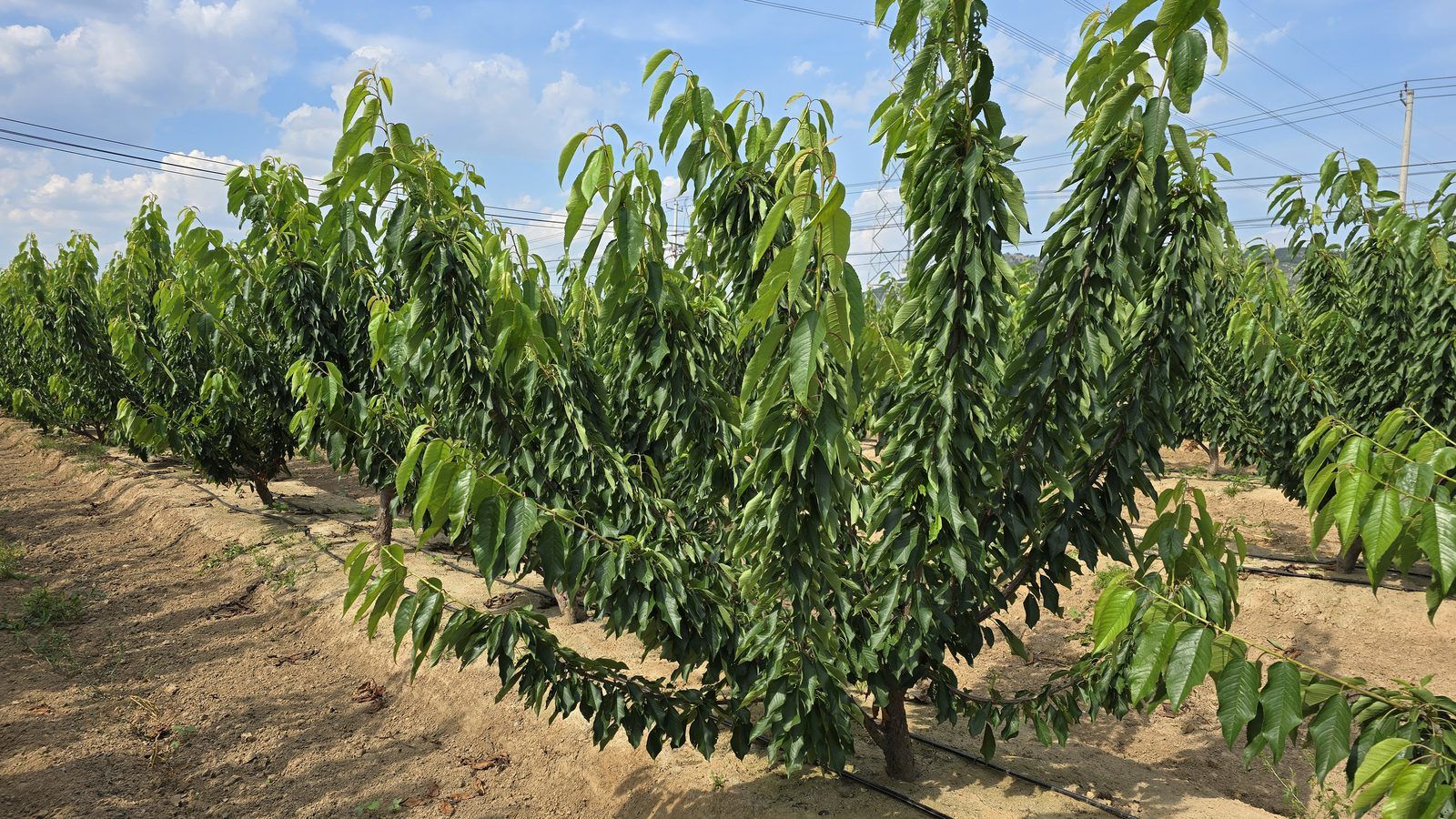 冠绿基地 · 种树栽植 06