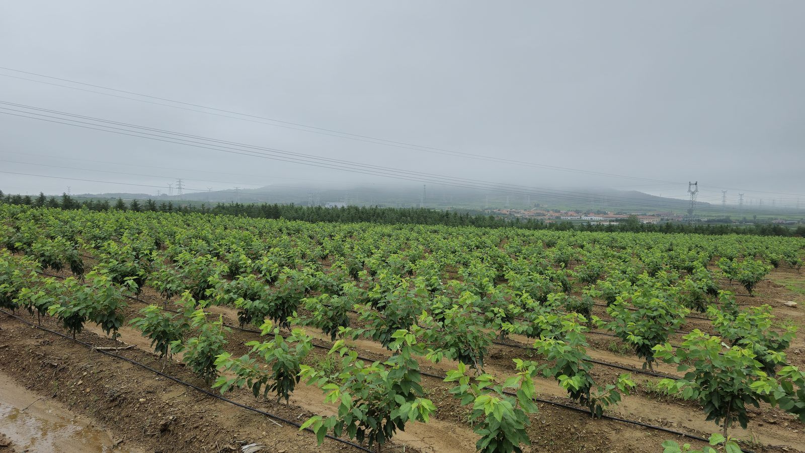 冠绿基地 · 种树栽植 07