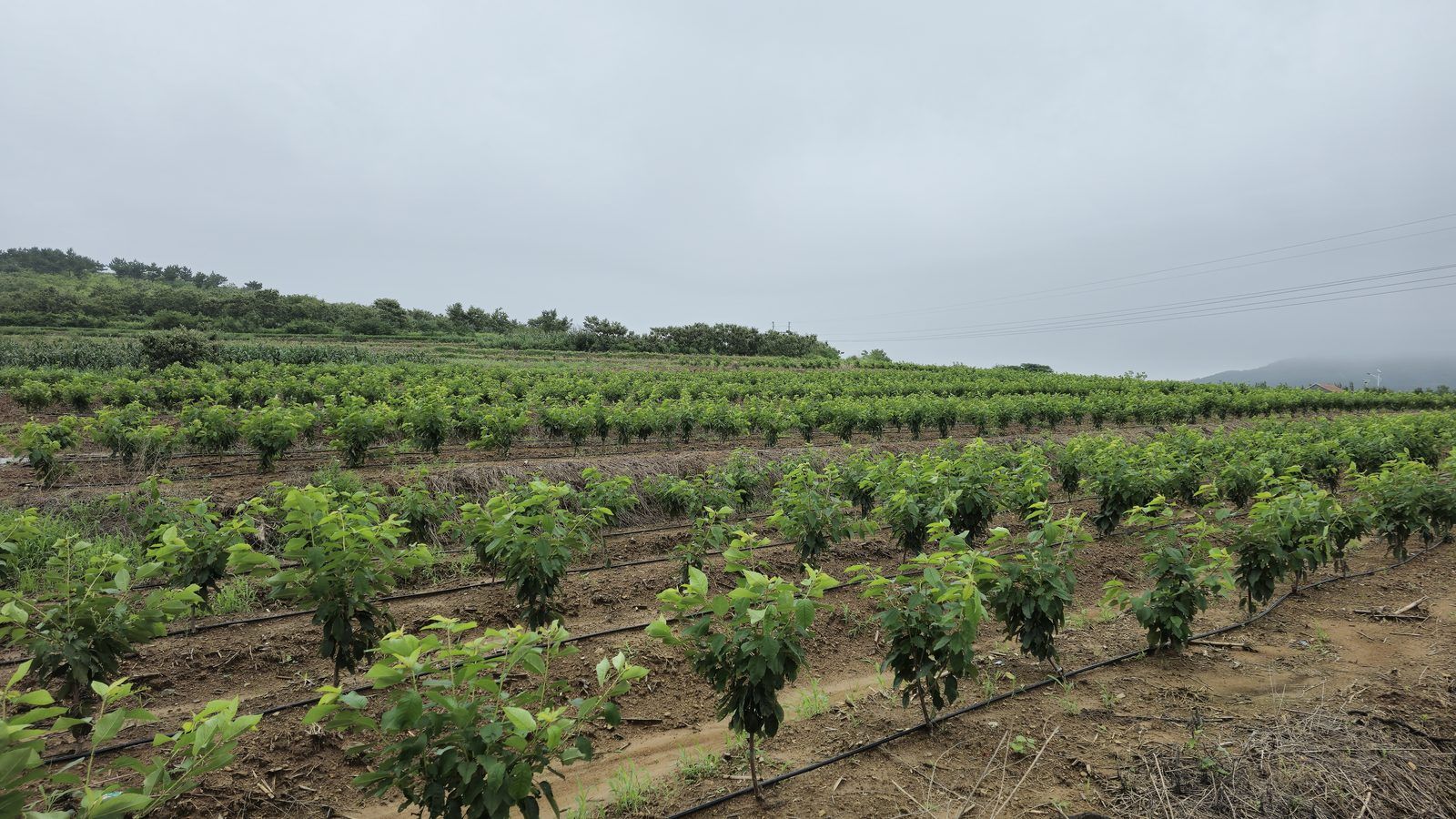 冠绿基地 · 种树栽植 08