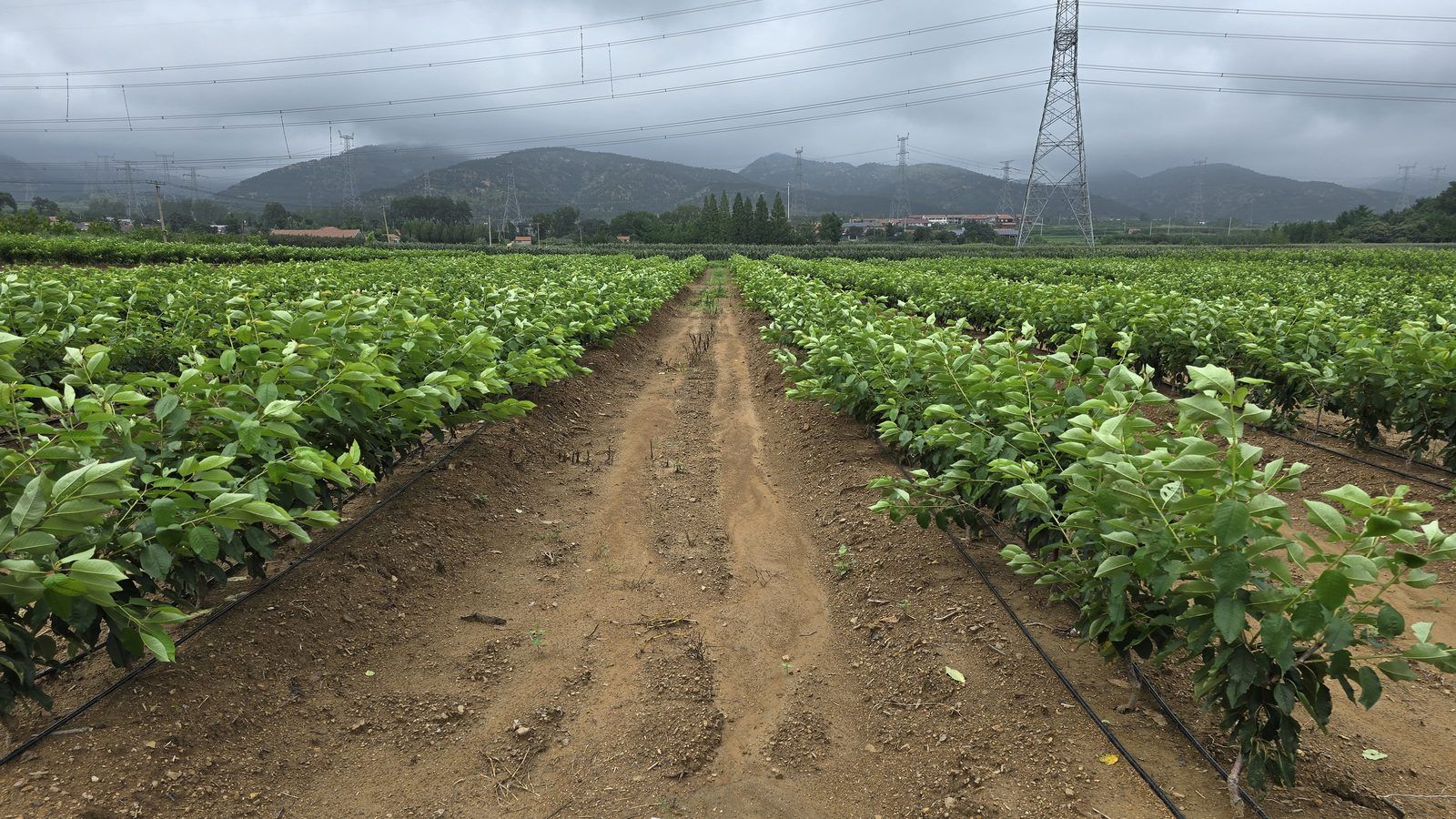 冠绿基地 · 种树栽植 11
