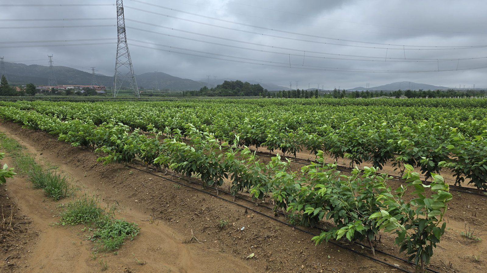 冠绿基地 · 种树栽植 12