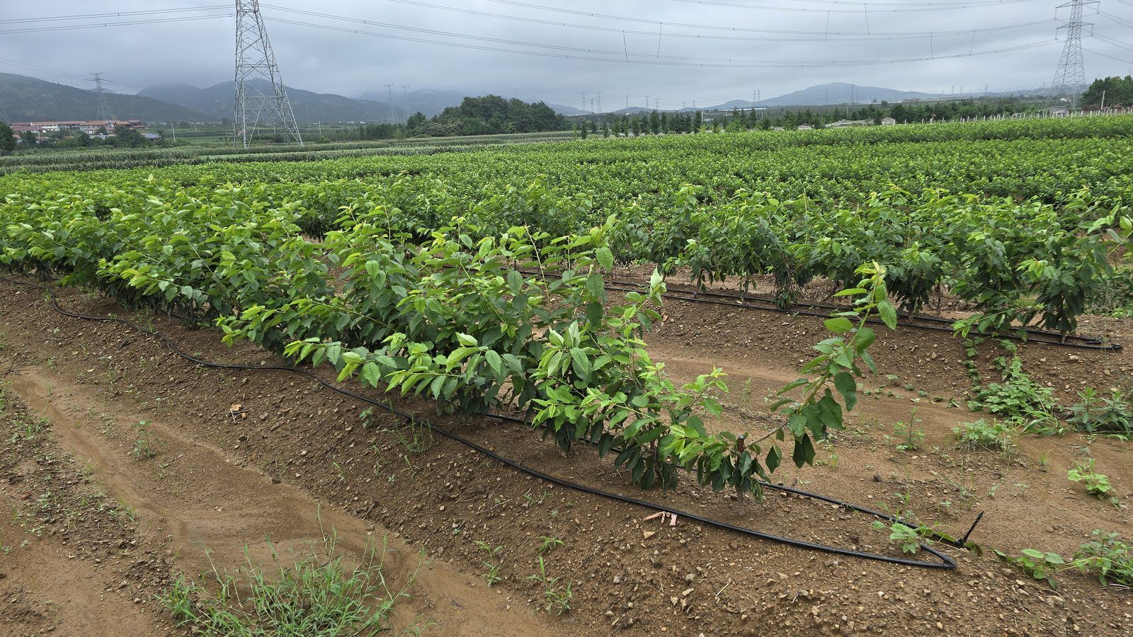 冠绿基地 · 种树栽植 13