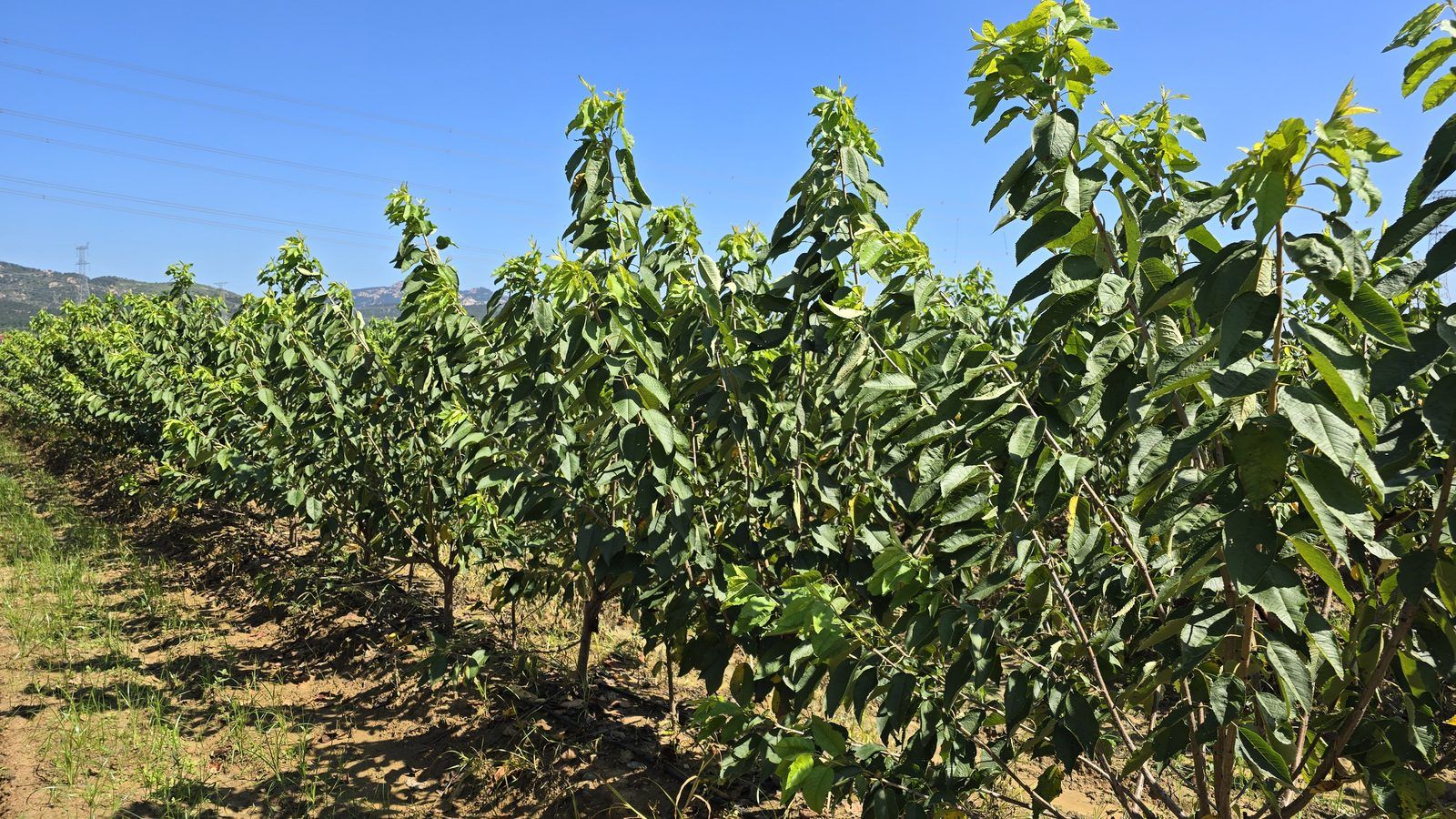 冠绿基地 · 种树栽植 15