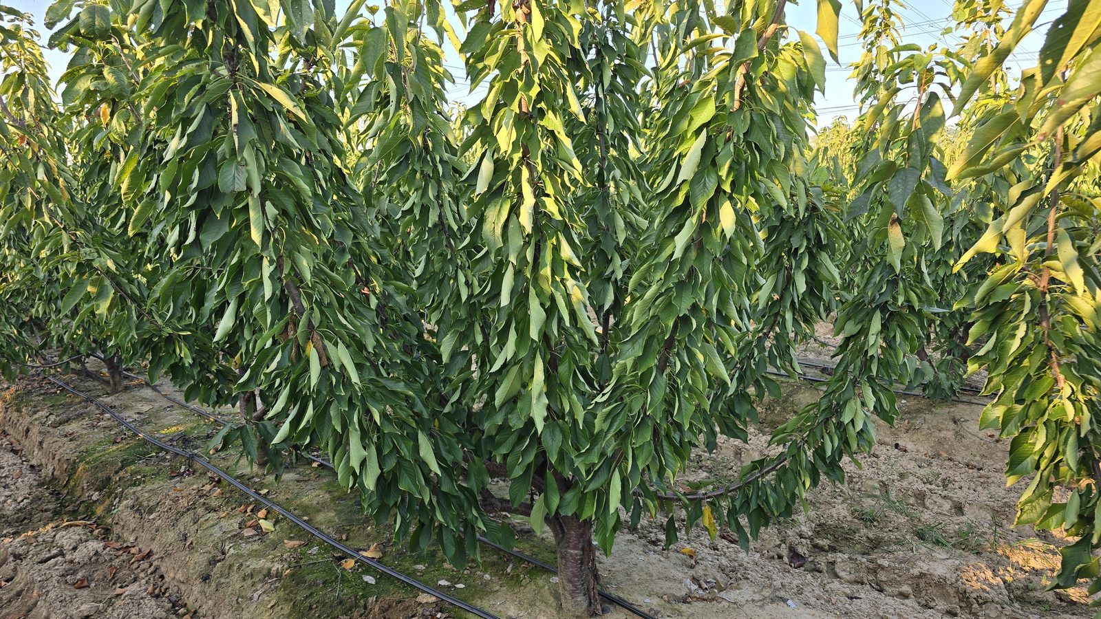 冠绿基地 · 种树栽植 18