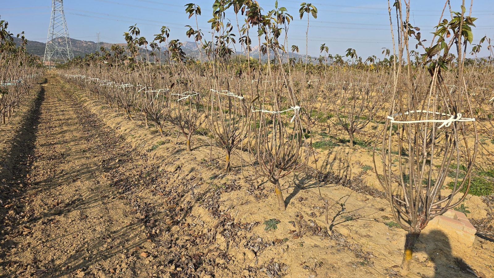冠绿基地 · 种树栽植 19