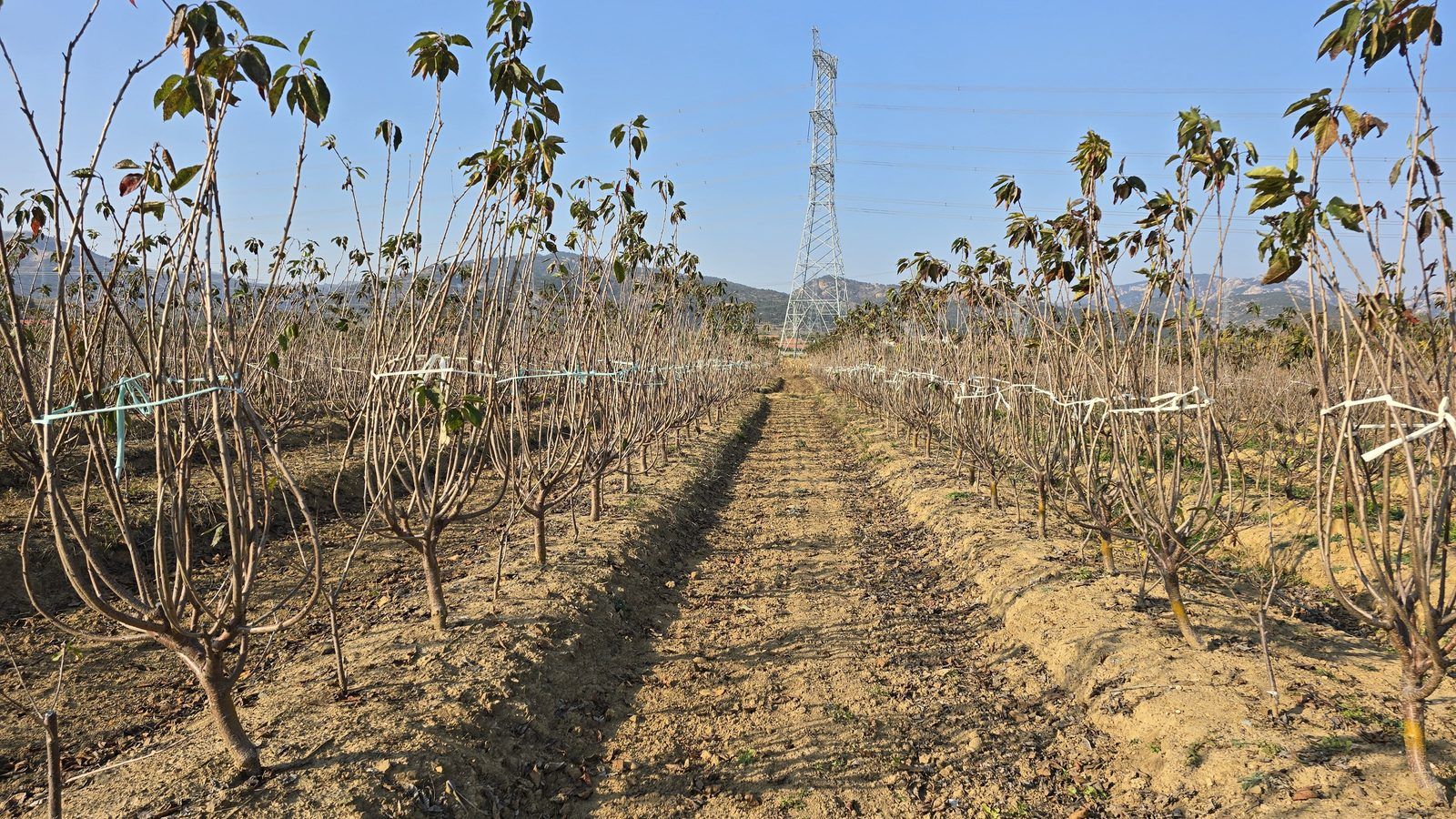 冠绿基地 · 种树栽植 20