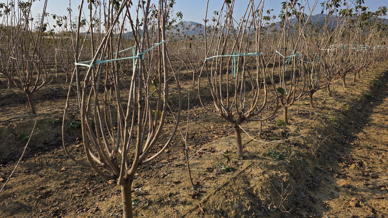 冠绿基地 · 种树栽植 21