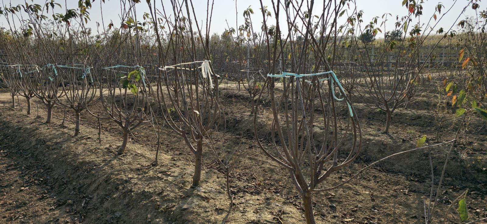 冠绿基地 · 种树栽植 22