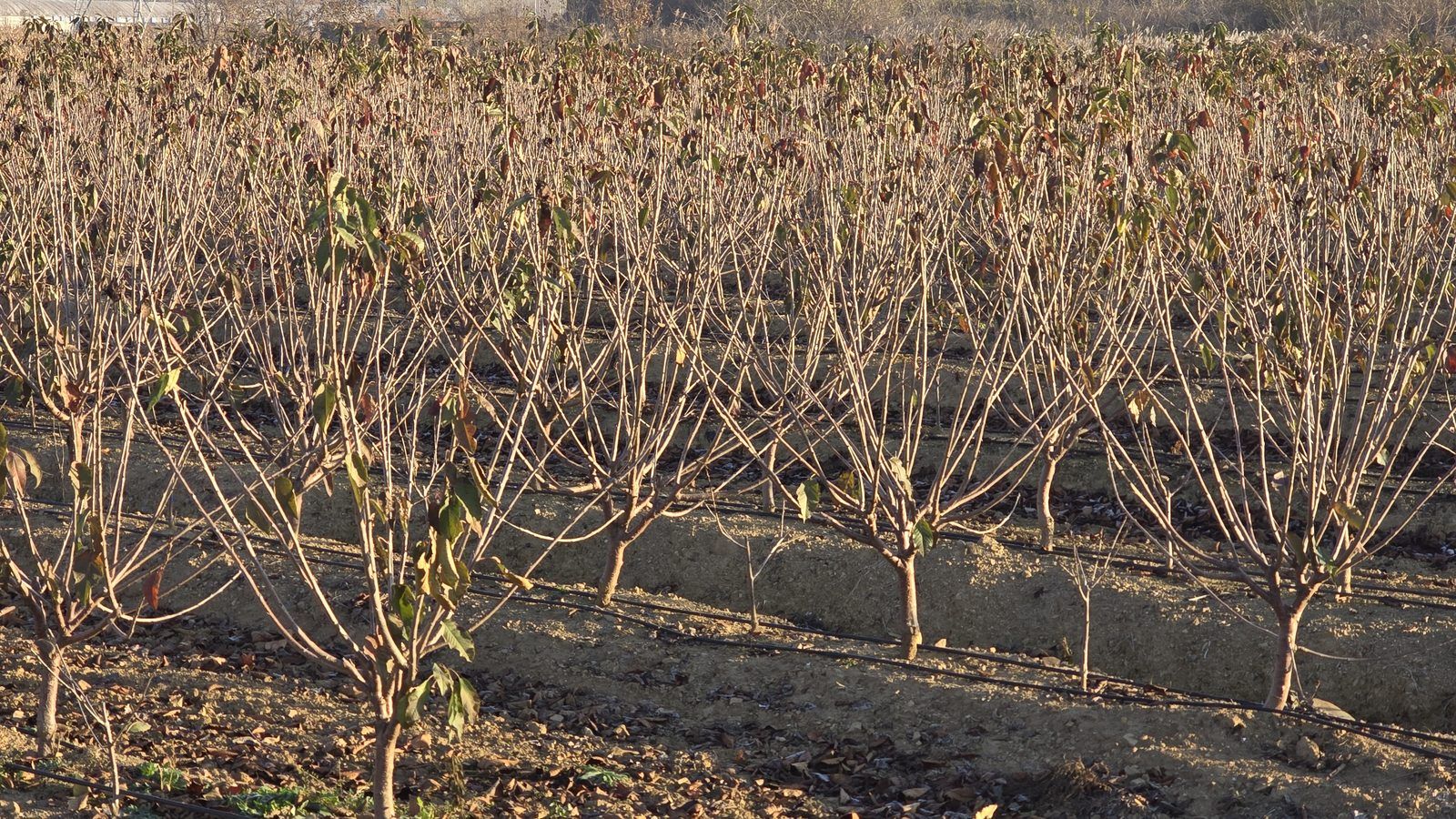 冠绿基地 · 种树栽植 28
