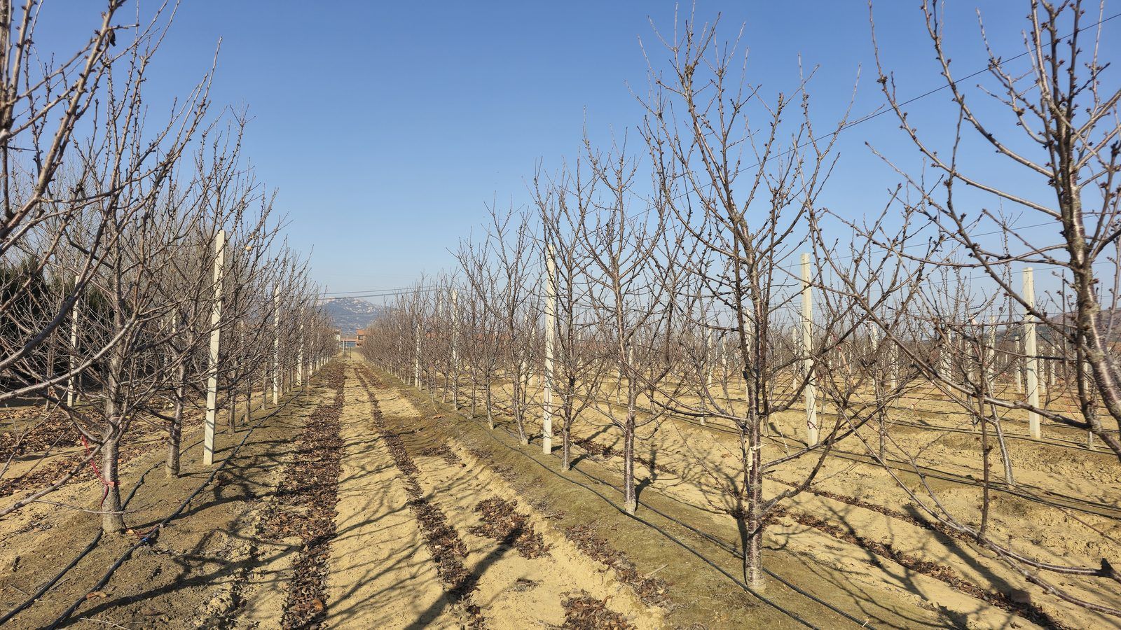 冠绿基地 · 种树栽植 31