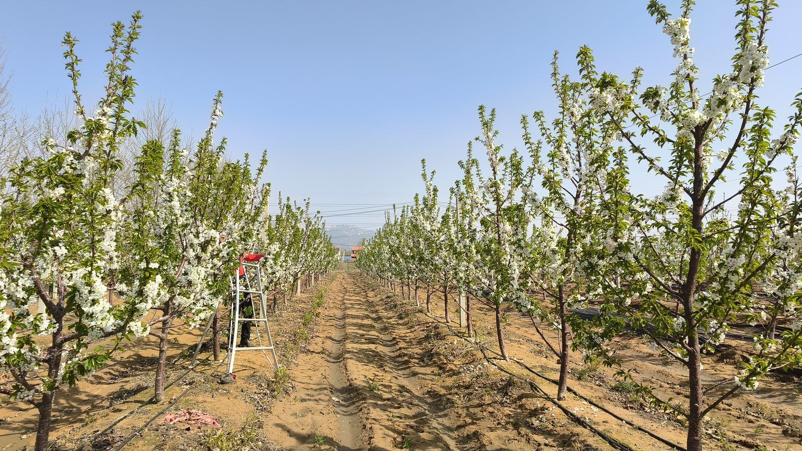 冠绿基地 · 种树栽植 35
