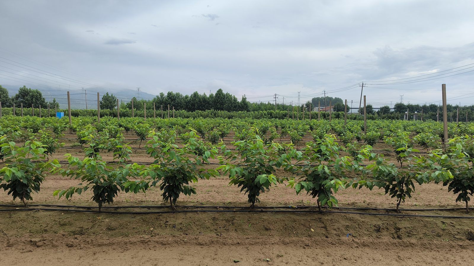 冠绿基地 · 种树栽植 38
