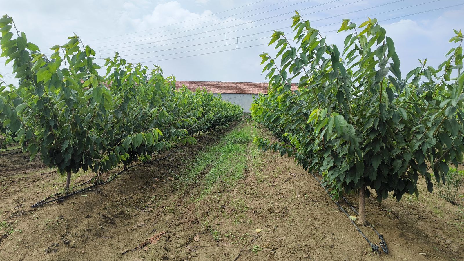 冠绿基地 · 种树栽植 39