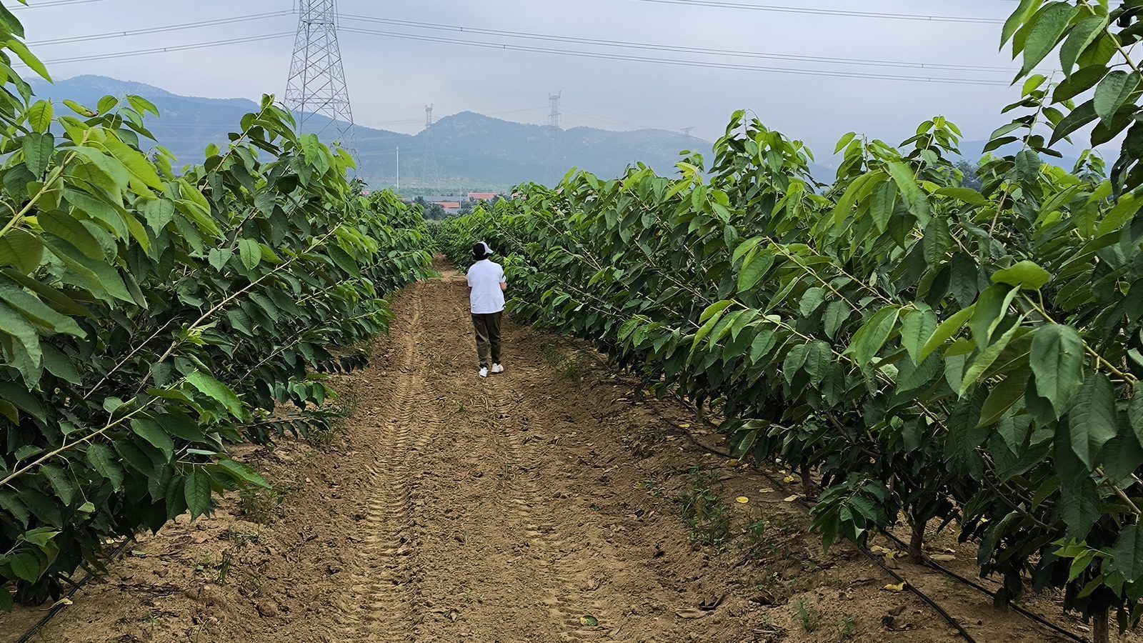 冠绿基地 · 种树栽植 41