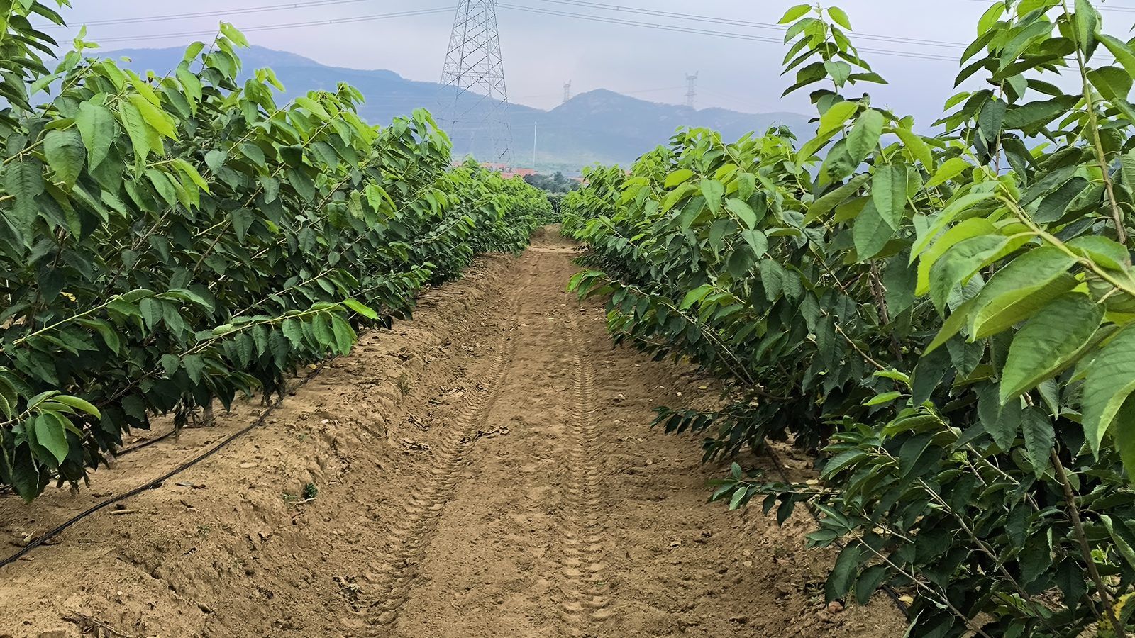 冠绿基地 · 种树栽植 42