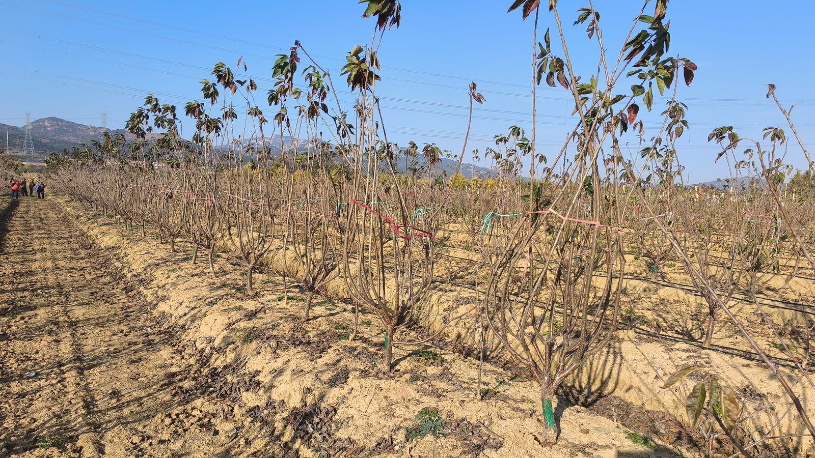 冠绿基地 · 种树栽植 43
