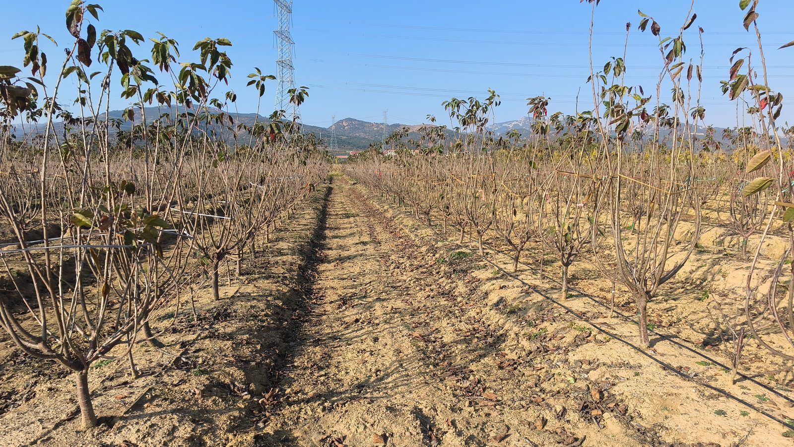 冠绿基地 · 种树栽植 44