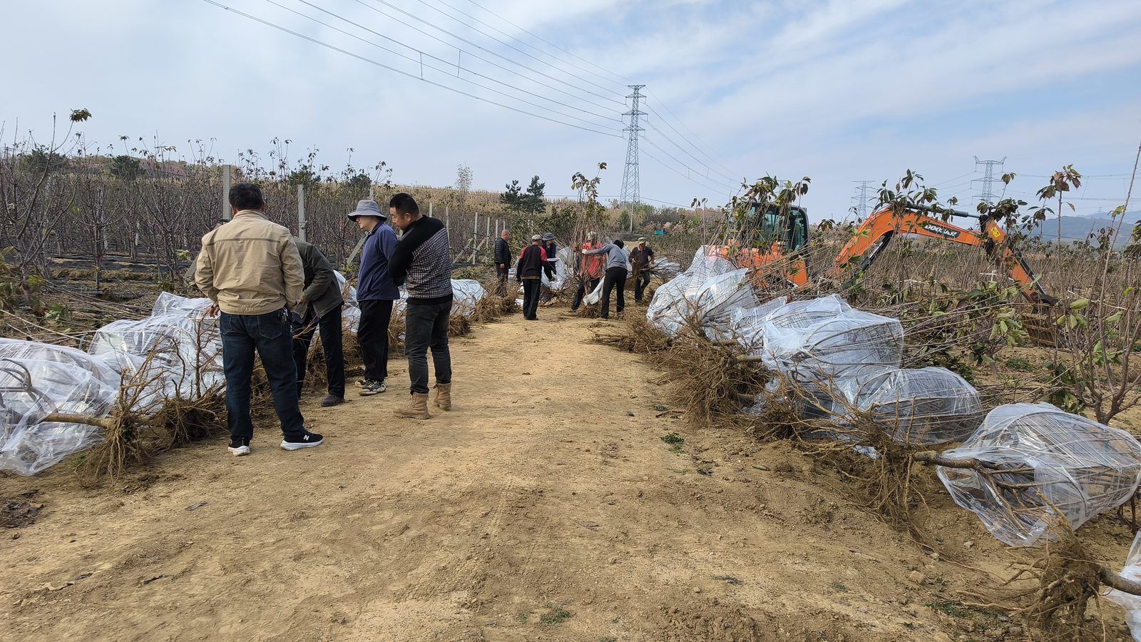 冠绿基地 · 种树栽植 46