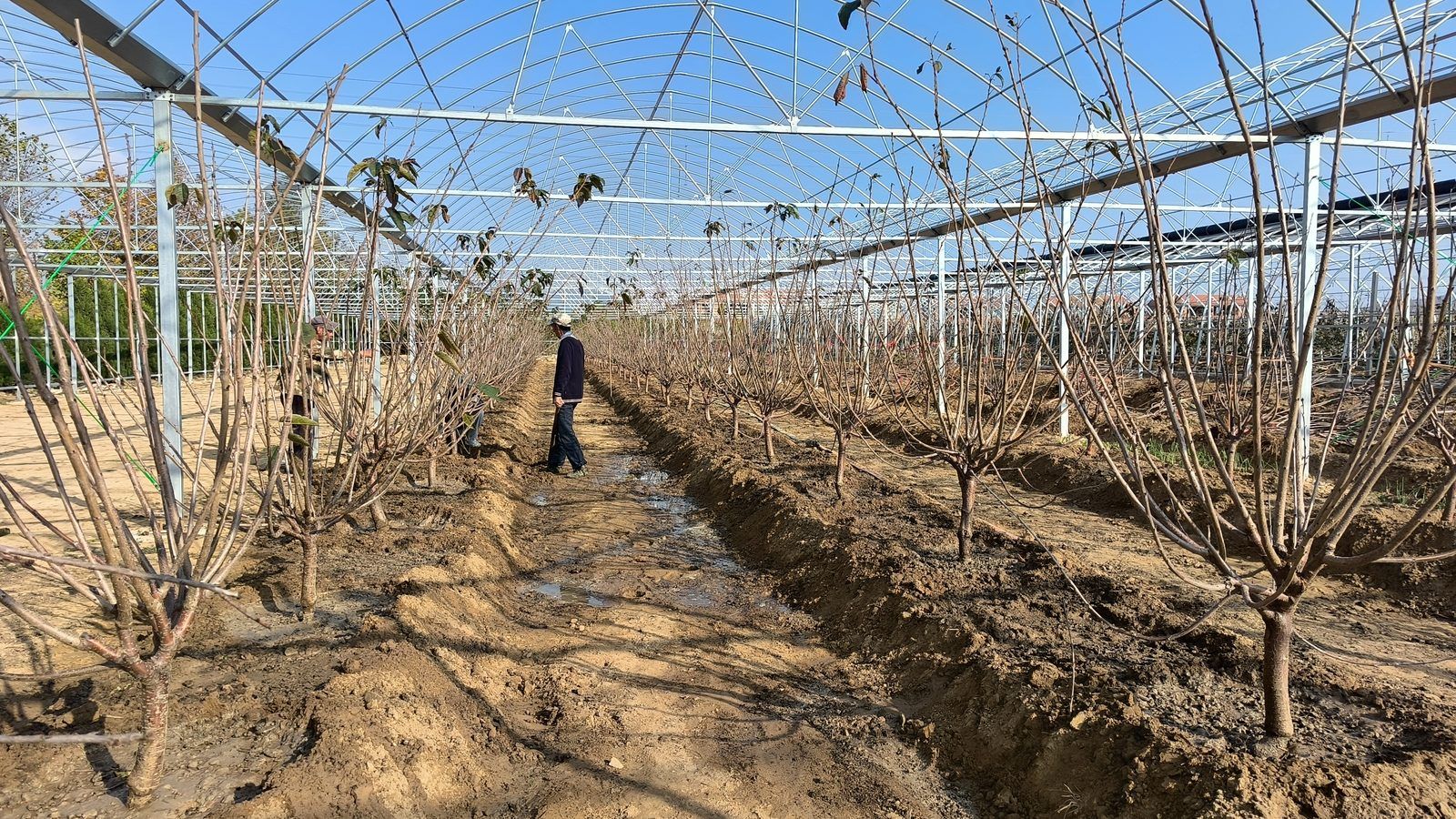 冠绿基地 · 种树栽植 47