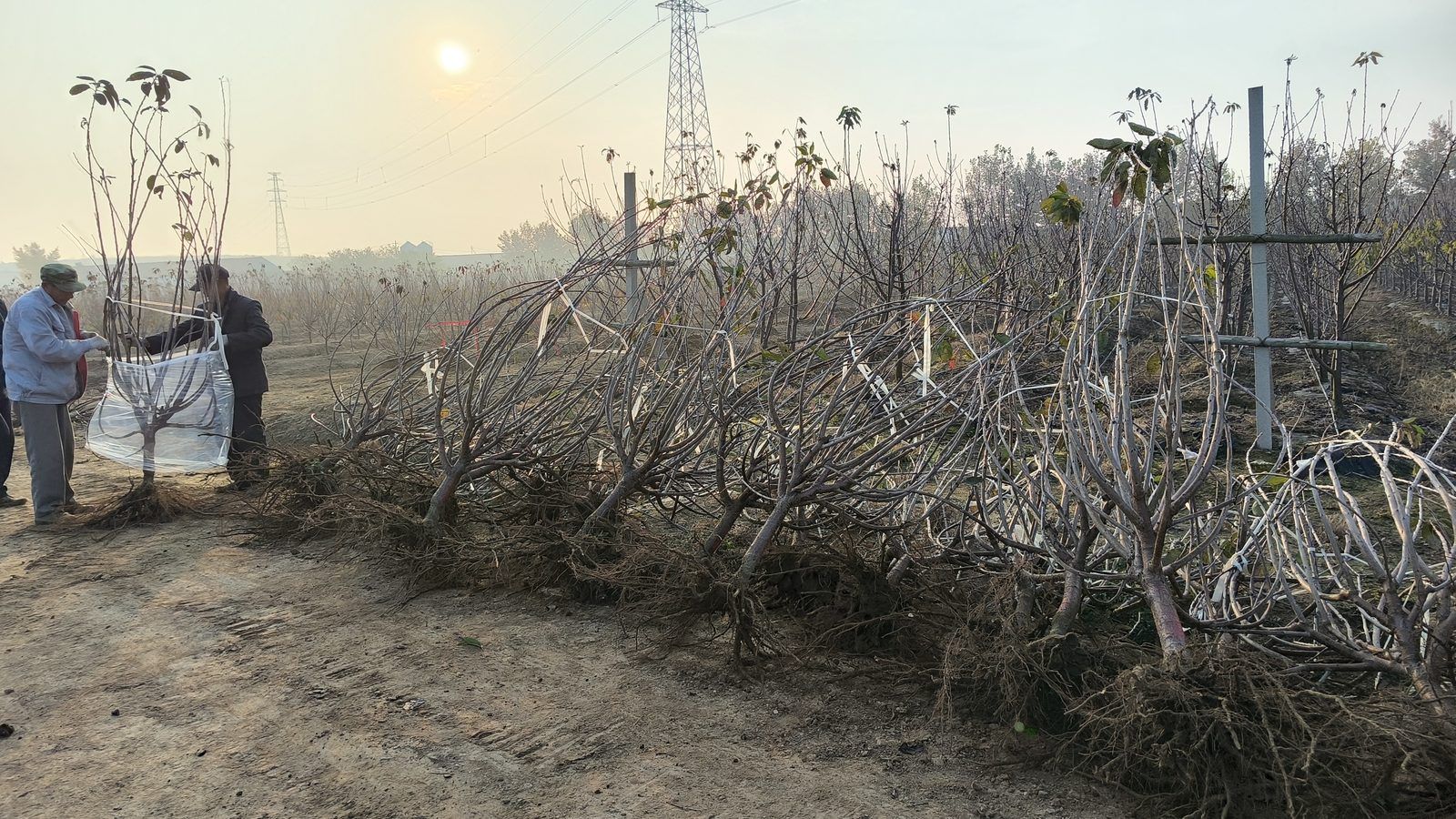 冠绿基地 · 种树栽植 48