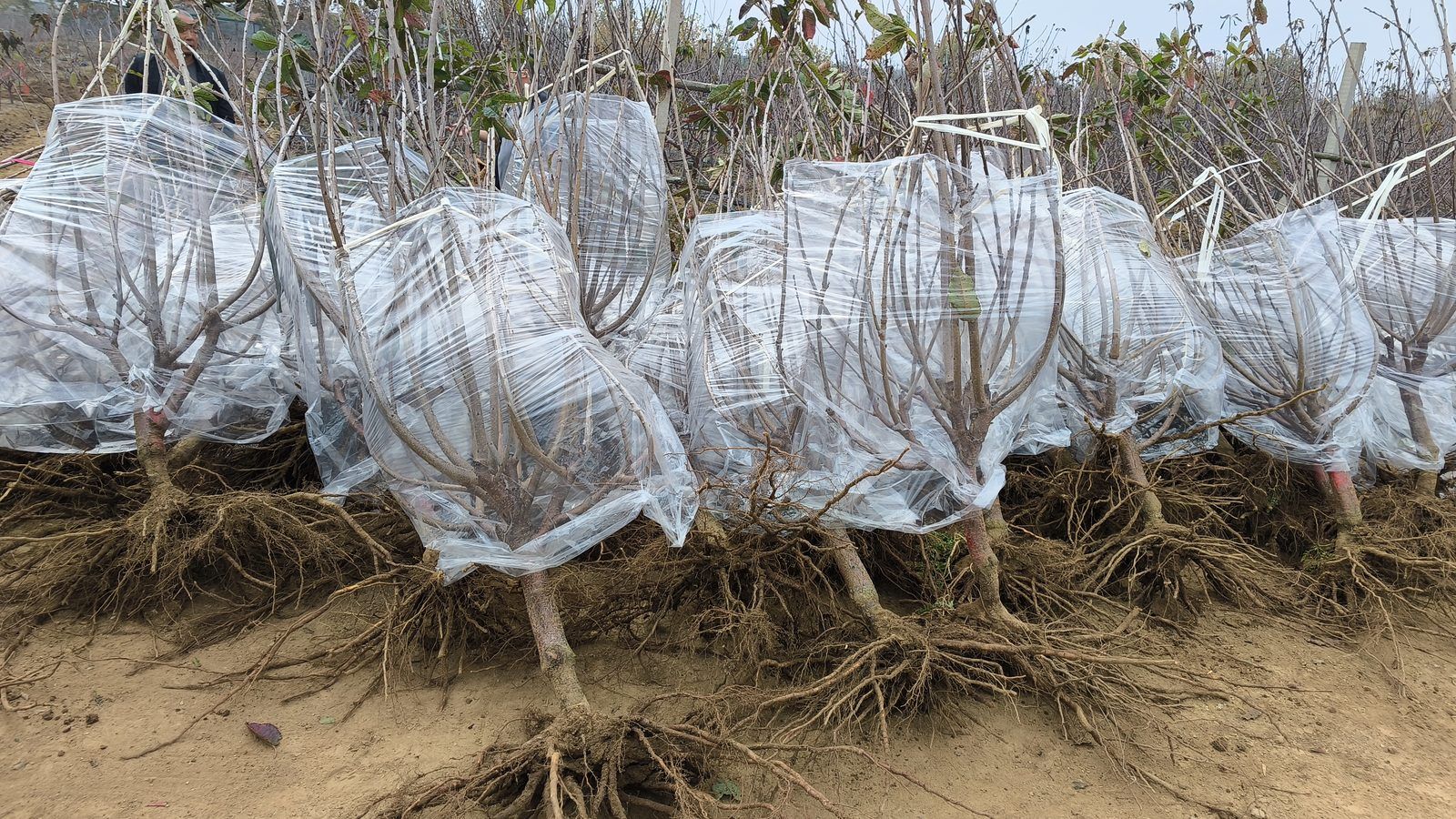 冠绿基地 · 种树栽植 51