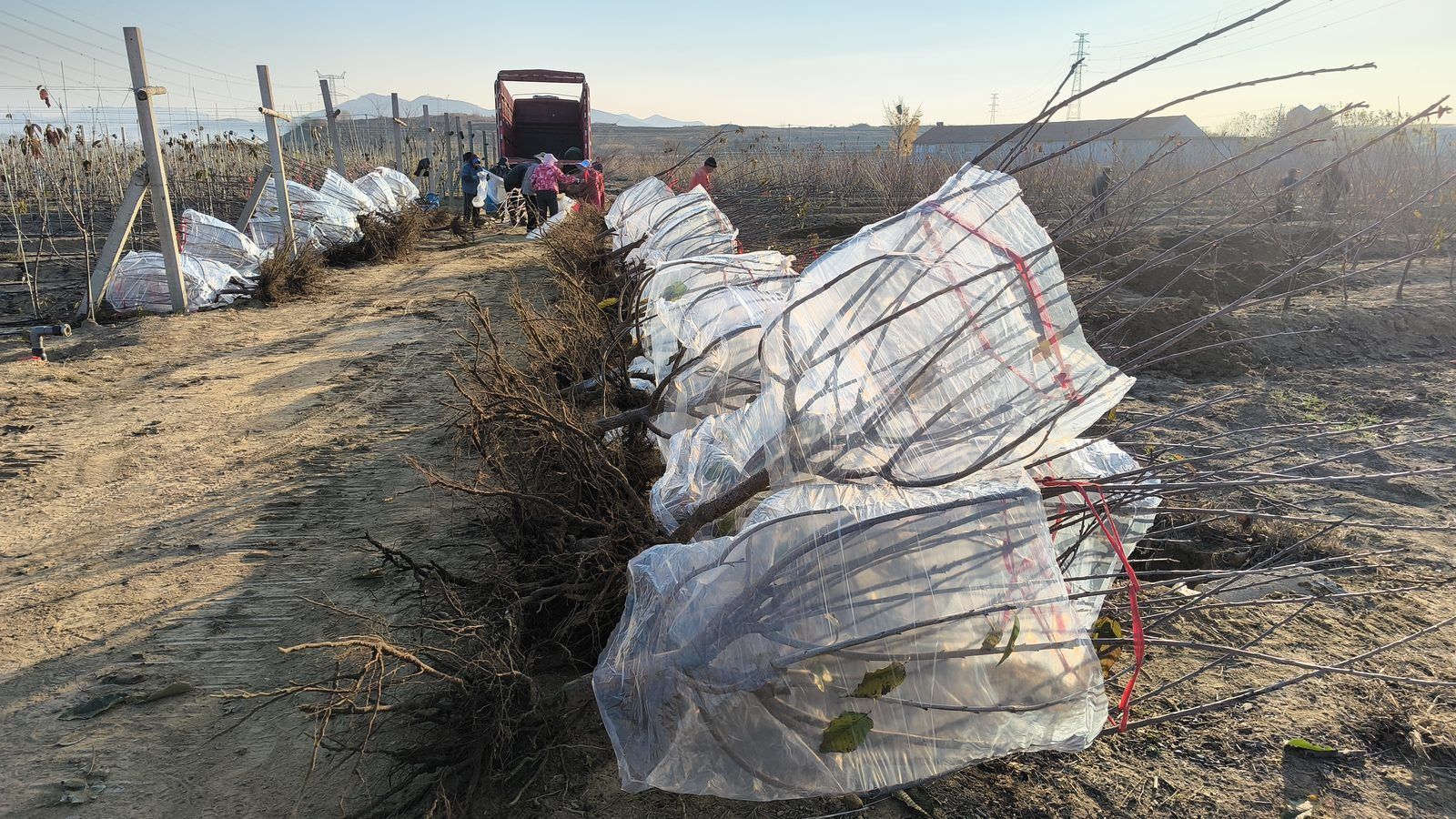 冠绿基地 · 种树栽植 54